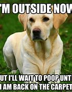 Image result for Dog Poop On Carpet Meme