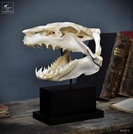 Image result for Makol Shark Skull