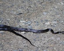Image result for georgia black snakes