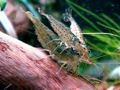 Image result for Amano Shrimp and Angelfish