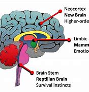 Image result for Triune Brain Theory