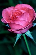 Image result for Pics of Dark Pink Roses