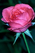 Image result for Dark Pink Rose Flower