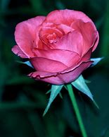 Image result for Dark Pink Rose Flower