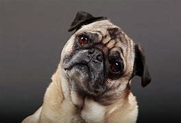 Image result for Dogs with Smushed Faces