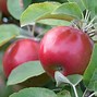 Image result for Apple Trees for Sale