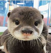 Image result for Baby Otter Face