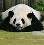 Image result for Giant Panda Walking