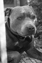 Image result for Andreew Tate Dog