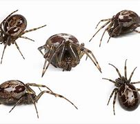 Image result for False Widow Spider Range