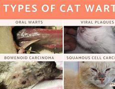 Image result for Wart On Cats Ear