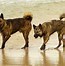 Image result for Japan Dog