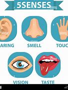 Image result for Senses Illustration