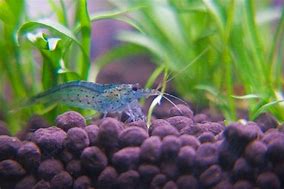 Image result for Blue Amano Shrimp