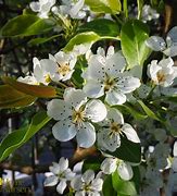 Image result for Pyrus communis Winterkeizerin