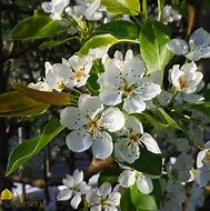 Image result for Pyrus communis Winterkeizerin