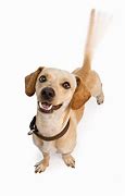 Image result for Dog Wag Tail