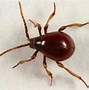 Image result for Spider Beetle vs Bed Bug