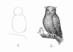 Image result for Owl Drawing Tutorial Meme