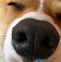 Image result for Cute Doge Meme