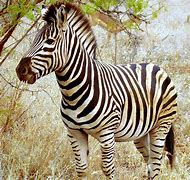 Image result for Zebra Desktop Printer Accessories