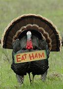 Image result for Thanksgiving Animal Memes