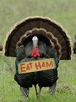 Image result for Chicken and Turkey Meme