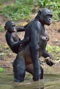 Image result for Bonobo Vs. Human
