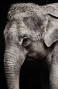 Image result for If You Should Meet an Elephant