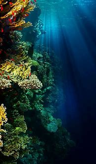 Image result for Underwater Phone Wallpaper