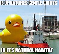Image result for Giant Rubber Duck Meme