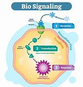 Image result for Microbes and Input Signals
