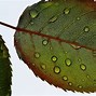 Image result for Images of Green Leaves