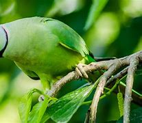 Image result for things that are green