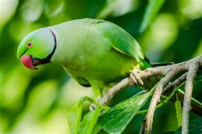 Image result for Green Things in Nature
