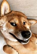 Image result for Shiba Inu Dog Funny