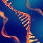 Image result for Human DNA Genetics