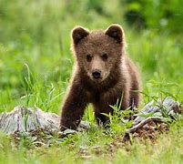 Image result for Cute Little Bear
