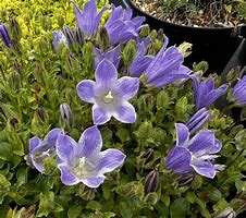 Image result for Campanula chamissonis Superba