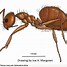 Image result for Fire Ant Cartoon