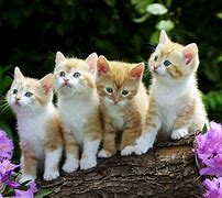 Image result for Cute Cat Laptop Background