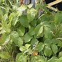 Image result for Realistic Poison Ivy Plant