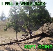 Image result for Tree Falling Meme