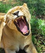 Image result for Do the Roar Meme