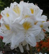 Image result for Rhododendron (AK) Persil