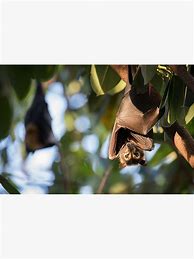 Image result for Spectacled Flying Fox Poster