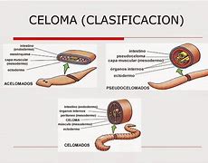 Image result for celomado