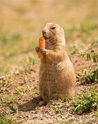 Image result for Prarie Dog Eating