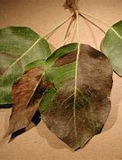 Image result for "pear-psylla"