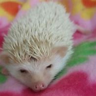 Image result for Ferret Baby Hedgehog